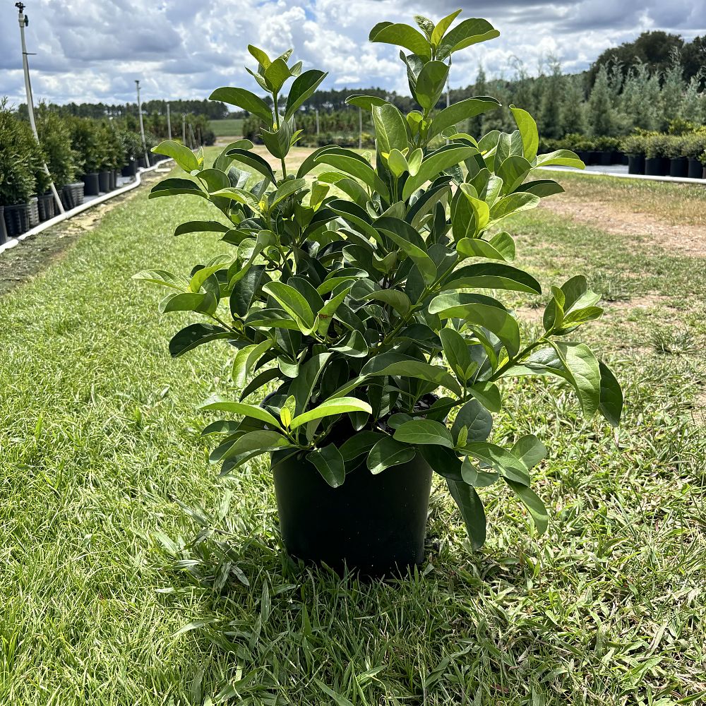 viburnum-odoratissimum-awabuki-chindo-chindo-sweet-viburnum