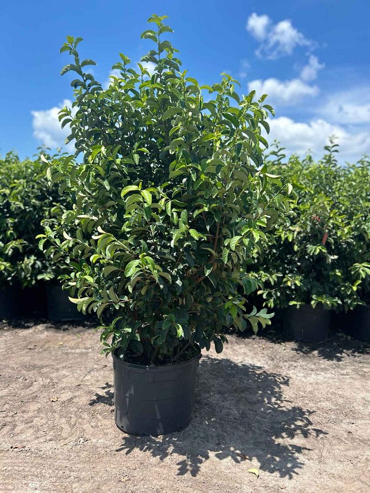 viburnum-odoratissimum-sweet-viburnum