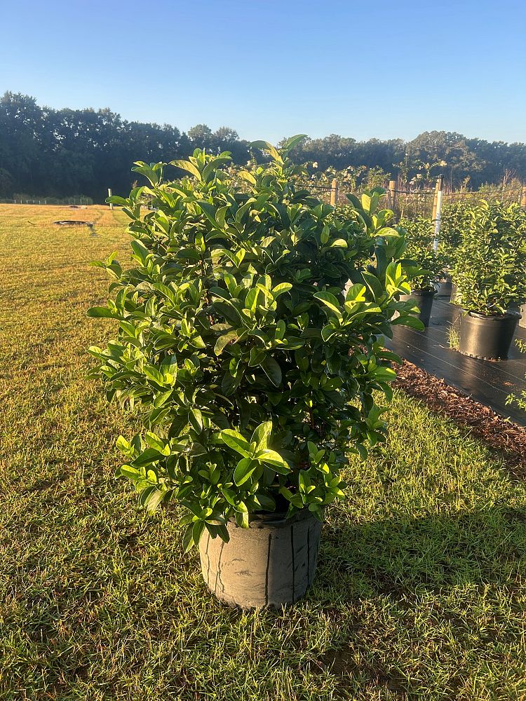 viburnum-odoratissimum-sweet-viburnum