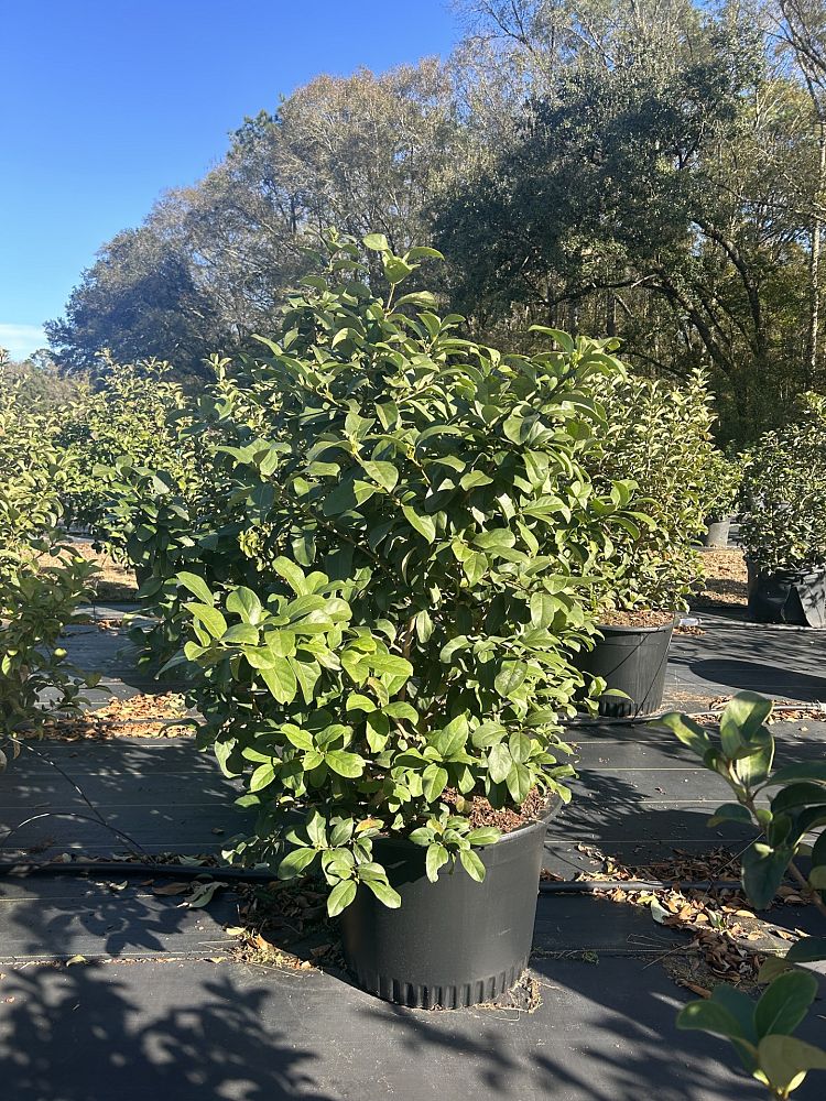 viburnum-odoratissimum-sweet-viburnum