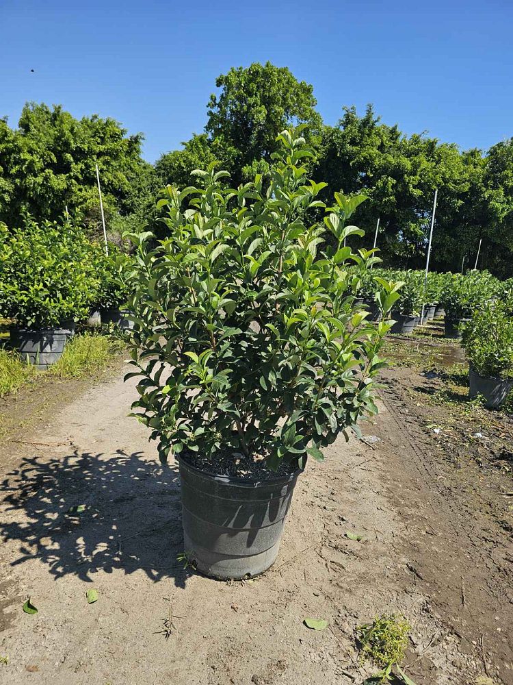 viburnum-odoratissimum-sweet-viburnum