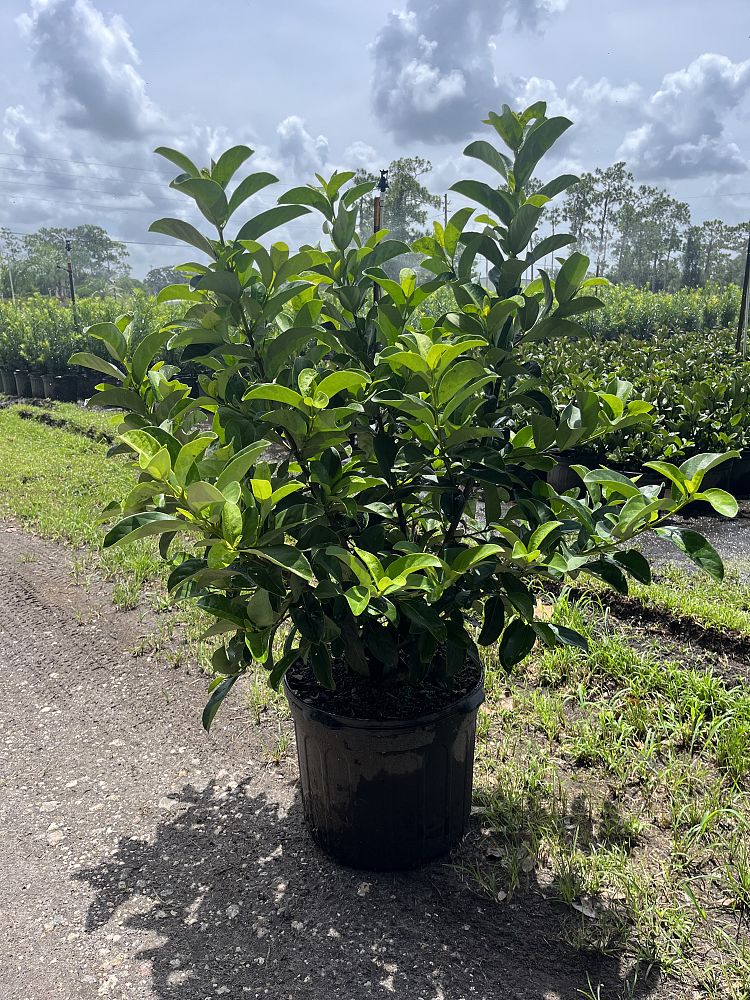 viburnum-odoratissimum-sweet-viburnum