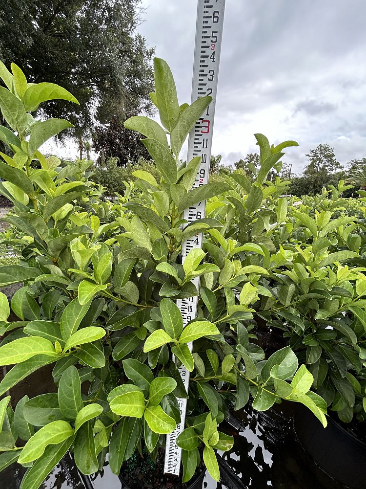 viburnum-odoratissimum-sweet-viburnum