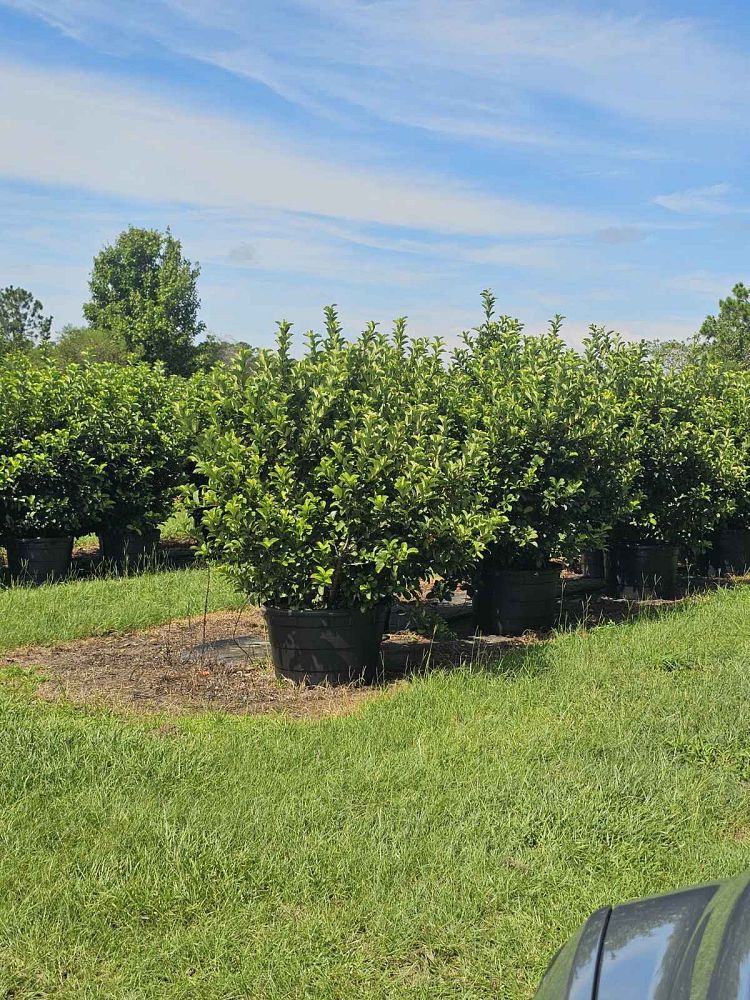 viburnum-odoratissimum-sweet-viburnum