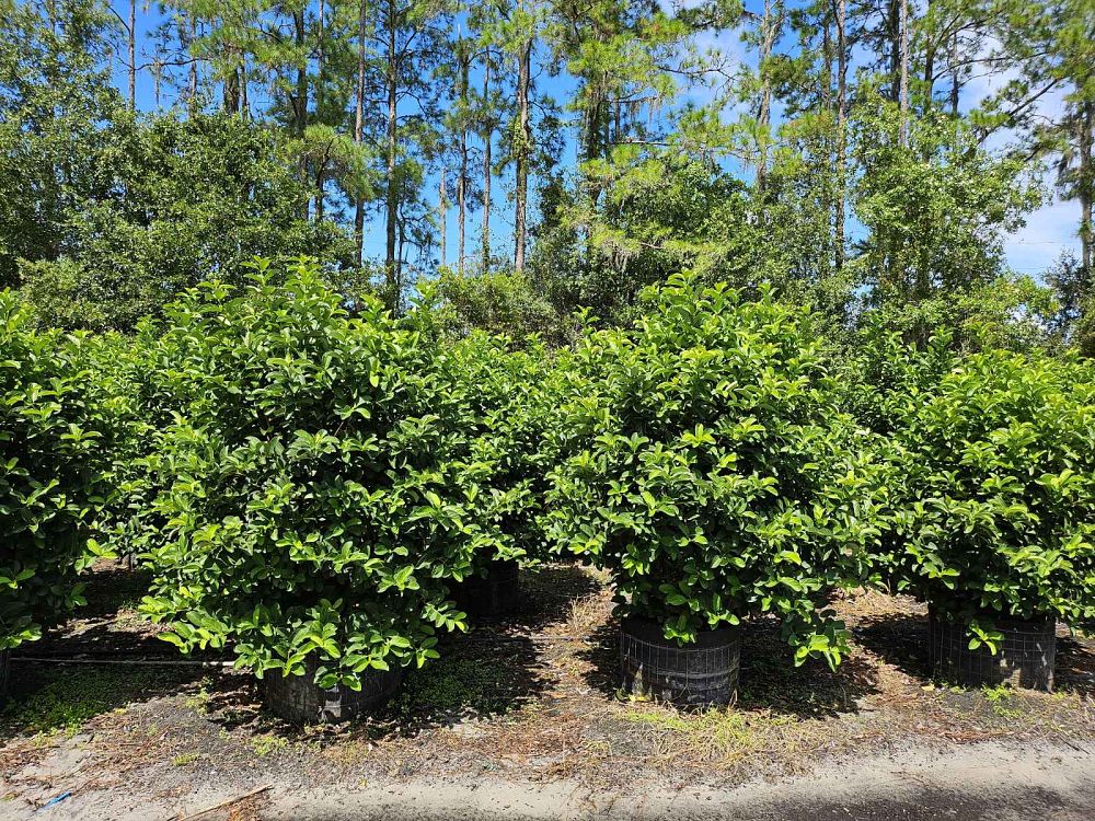 viburnum-odoratissimum-sweet-viburnum