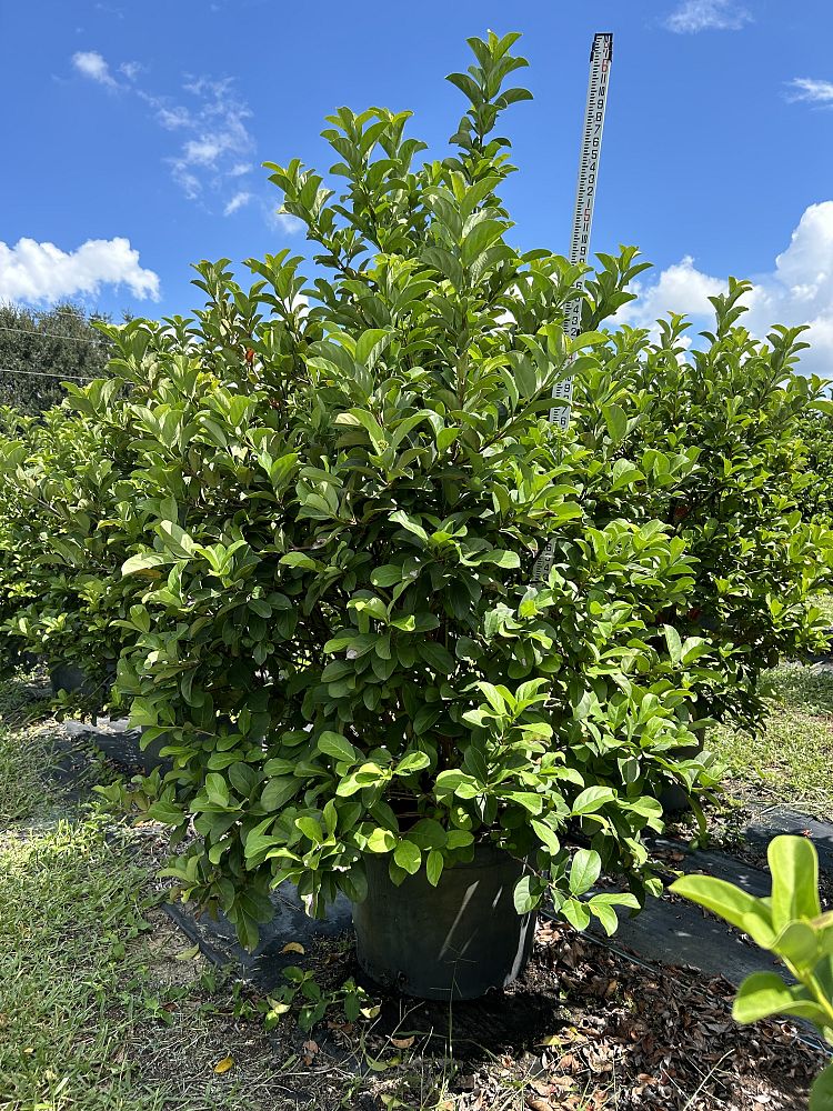 viburnum-odoratissimum-sweet-viburnum