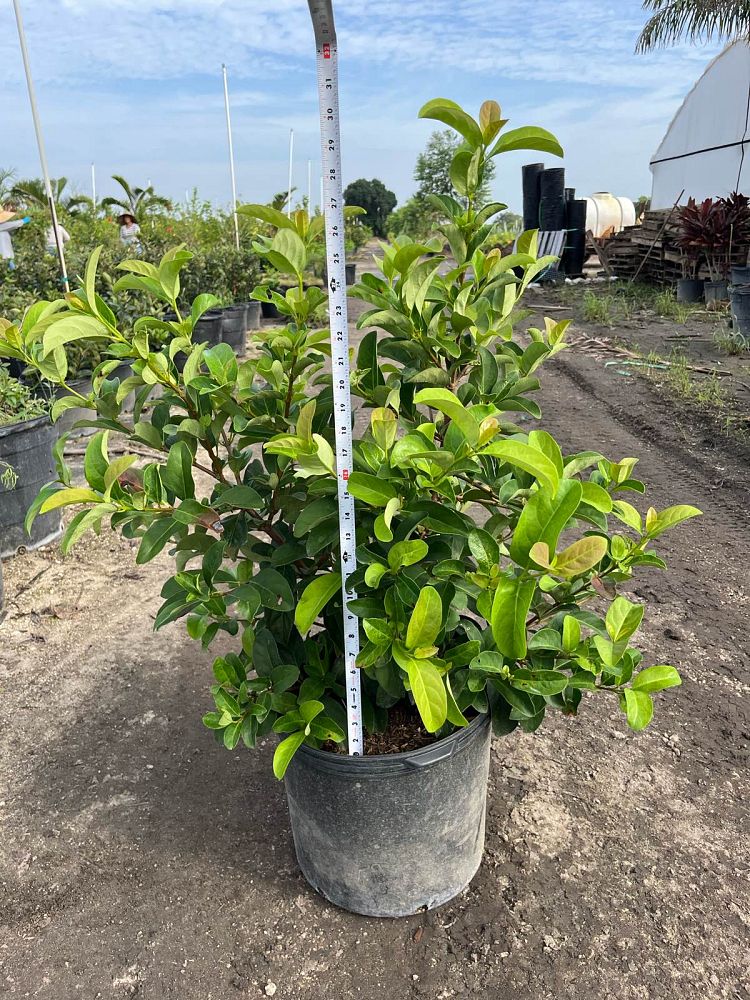 viburnum-odoratissimum-sweet-viburnum