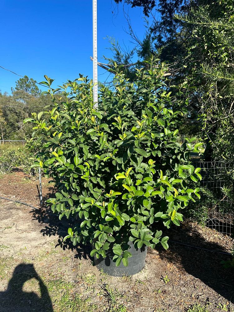 viburnum-odoratissimum-sweet-viburnum