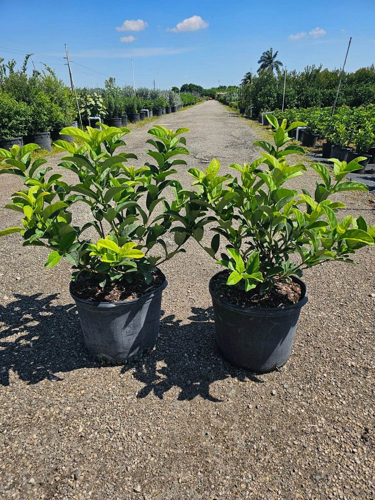 viburnum-odoratissimum-sweet-viburnum