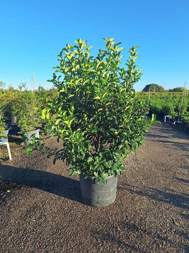 viburnum-odoratissimum-sweet-viburnum