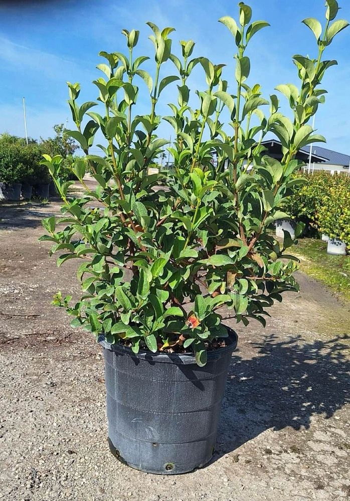 viburnum-odoratissimum-sweet-viburnum