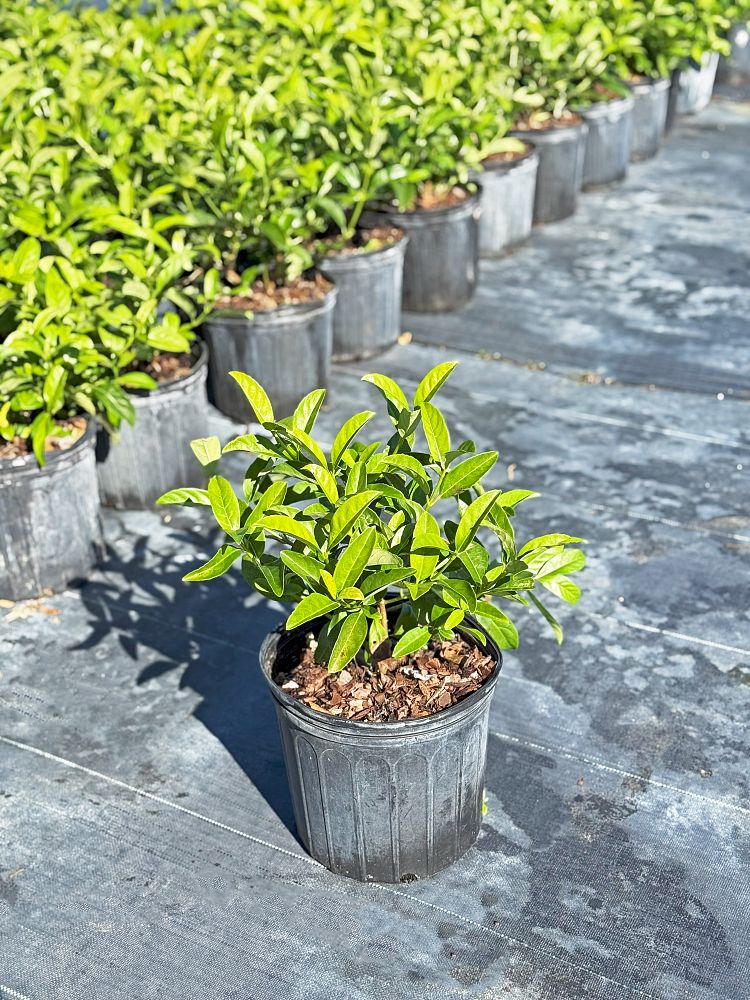 viburnum-odoratissimum-sweet-viburnum