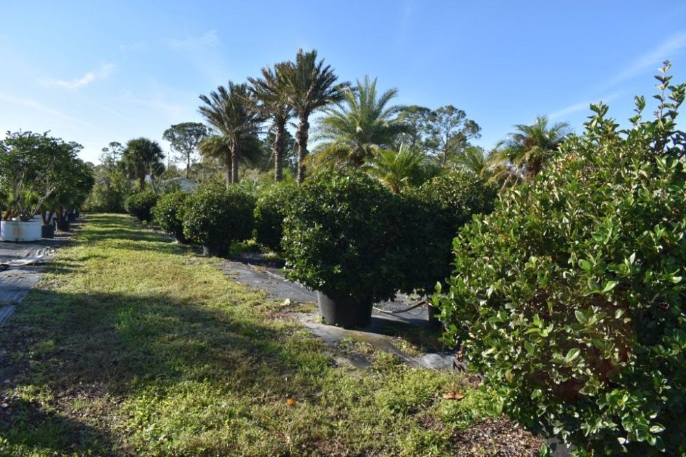 viburnum-suspensum-sandankwa-viburnum