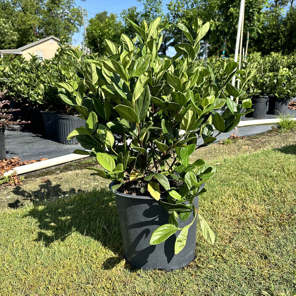 viburnum-suspensum-sandankwa-viburnum