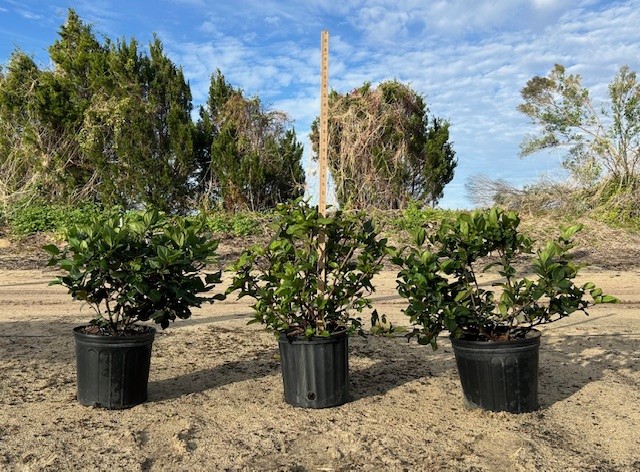 viburnum-suspensum-sandankwa-viburnum