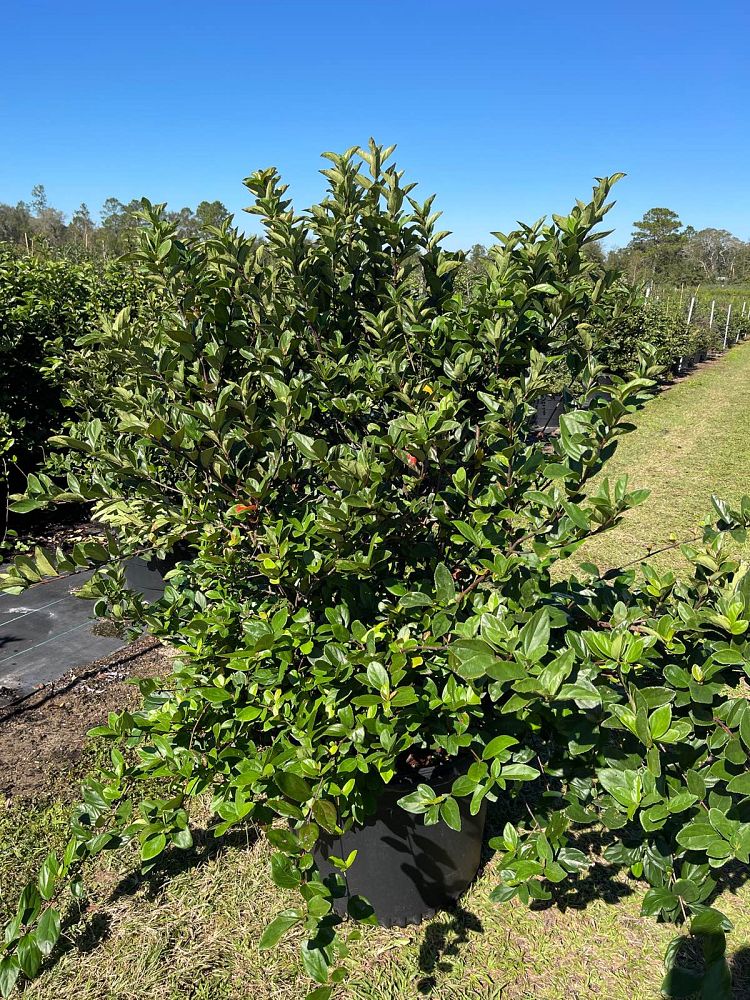 viburnum-suspensum-sandankwa-viburnum