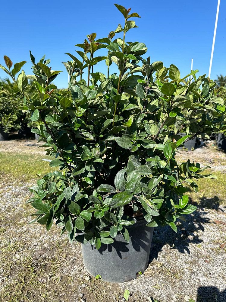 viburnum-suspensum-sandankwa-viburnum