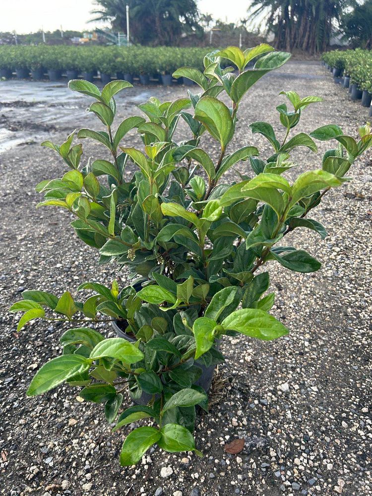 viburnum-suspensum-sandankwa-viburnum