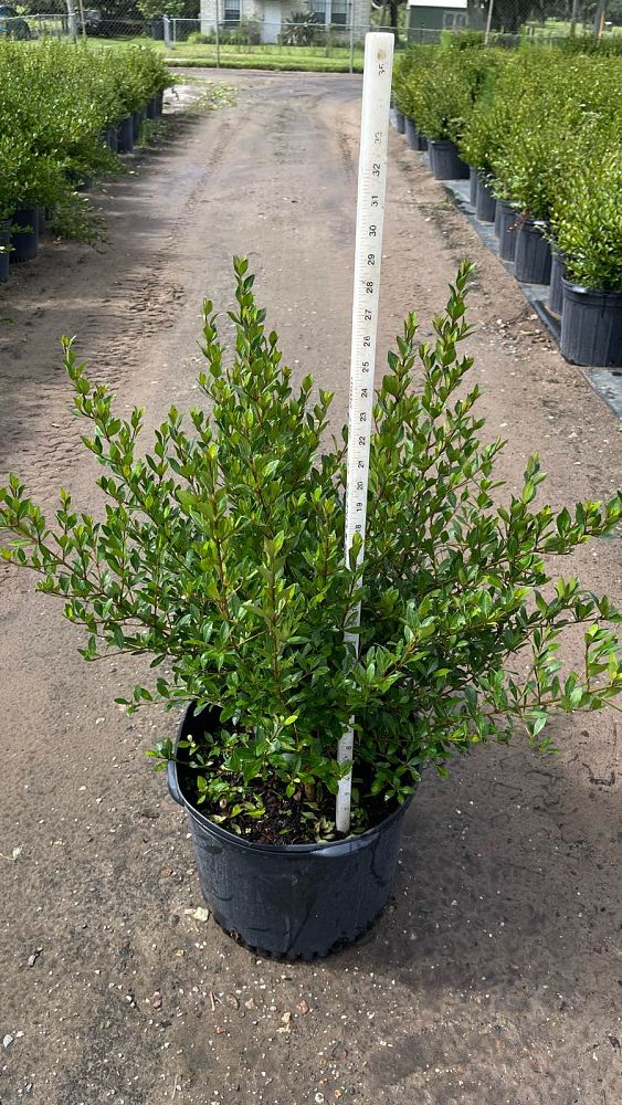 viburnum-tridentatum-densa-small-leaf-arrowwood-walter-s-viburnum