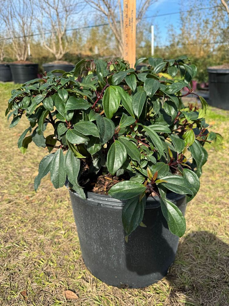 viburnum-x-spg-3-024-moonlit-lace-reg-viburnum