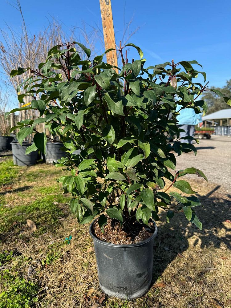 viburnum-x-spg-3-024-moonlit-lace-reg-viburnum