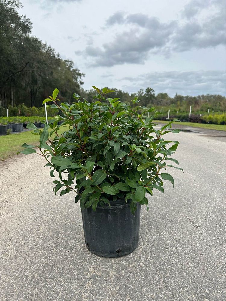 viburnum-x-spg-3-024-moonlit-lace-reg-viburnum