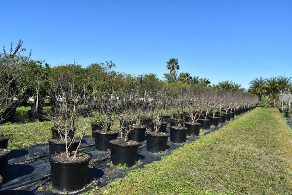 vitex-agnus-castus-chaste-tree