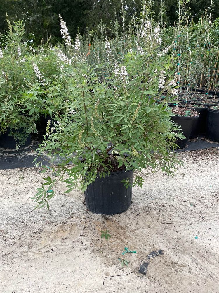 vitex-agnus-castus-dale-white-chaste-tree