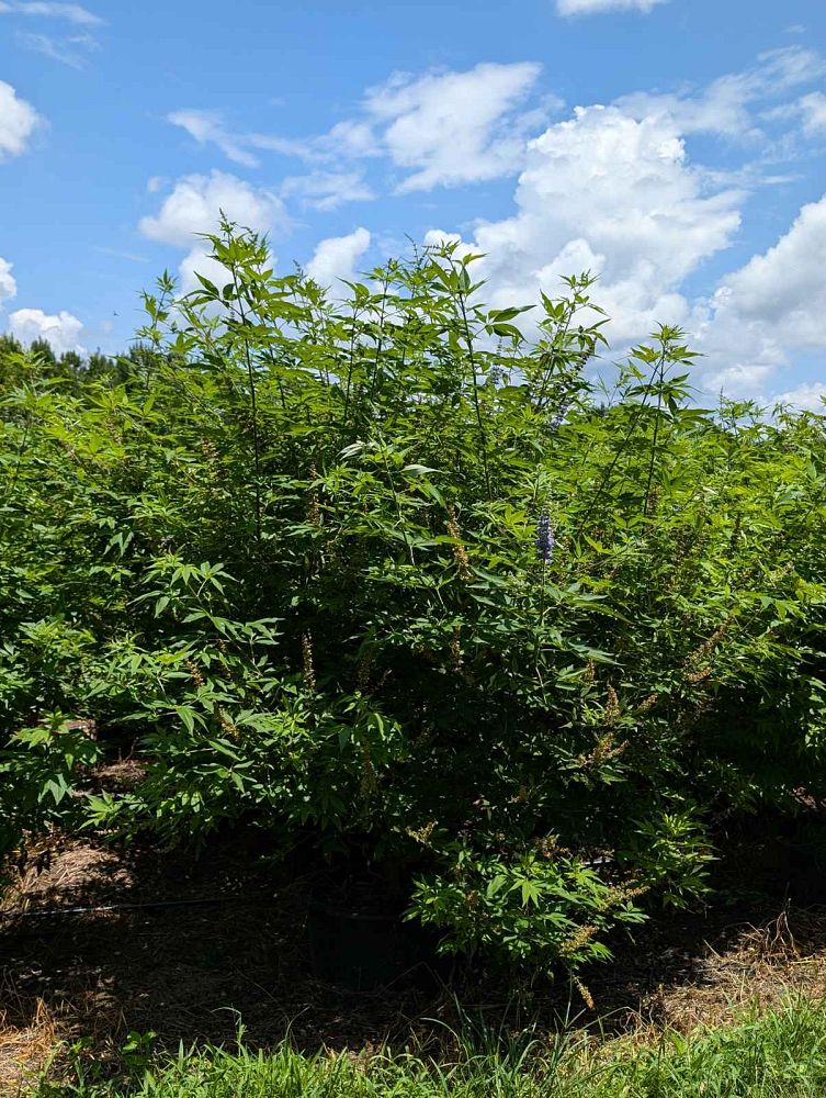 vitex-agnus-castus-shoal-creek-chaste-tree