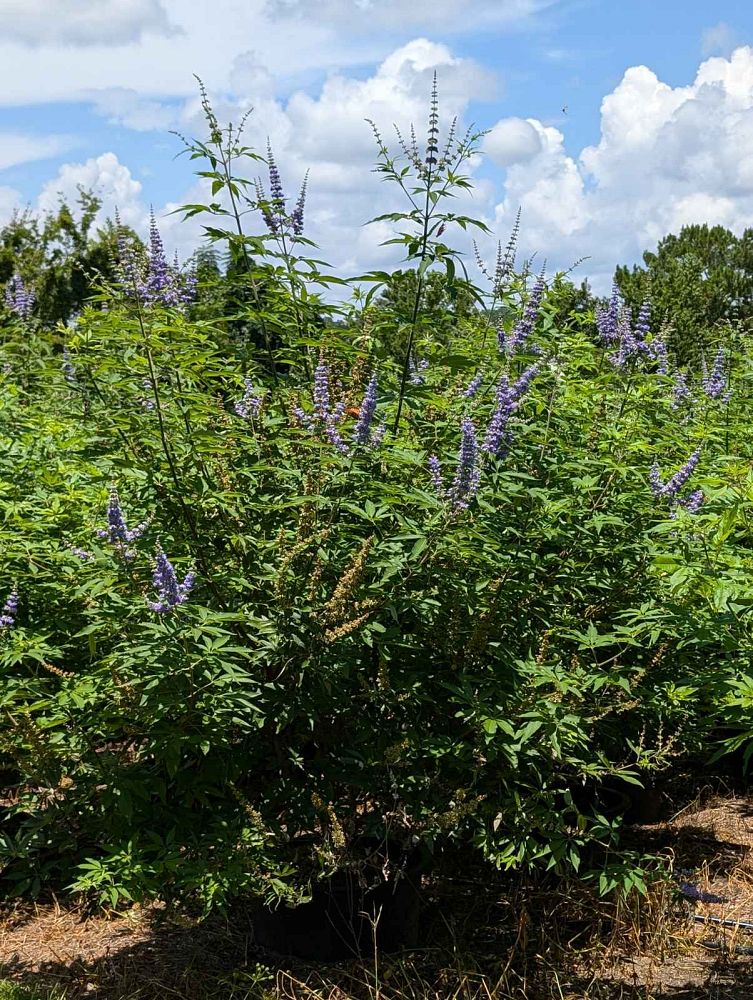 vitex-agnus-castus-shoal-creek-chaste-tree