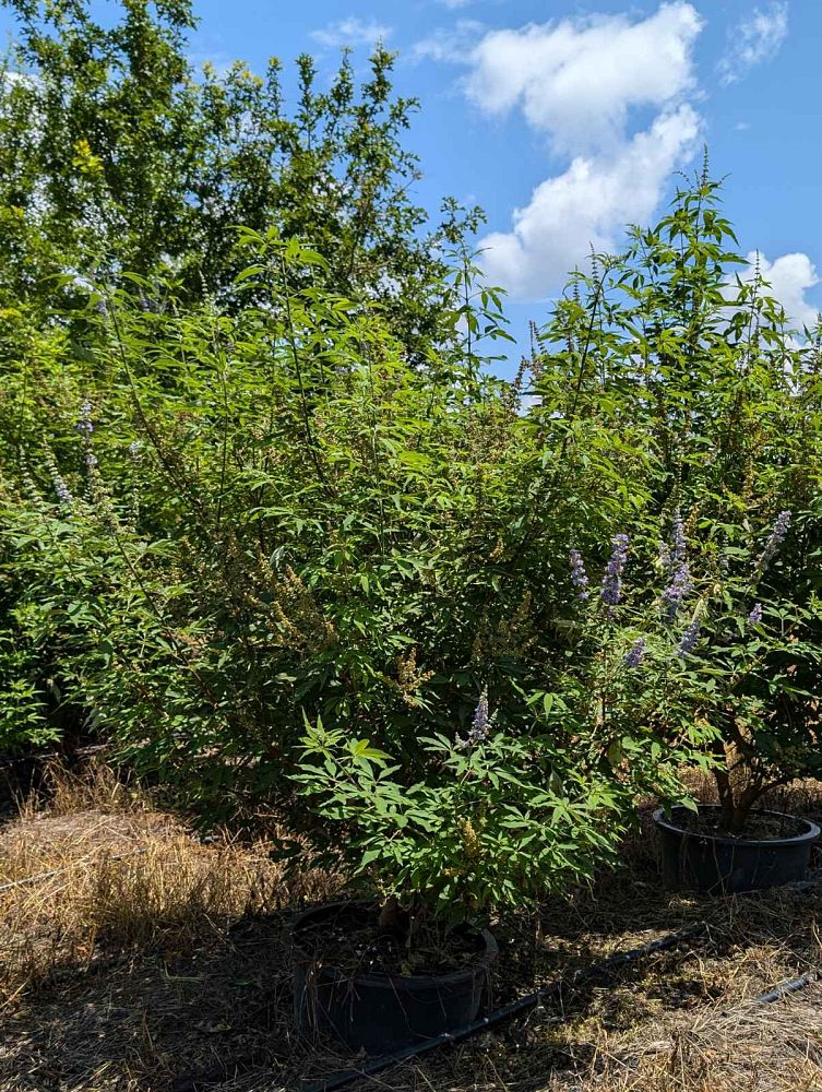 vitex-agnus-castus-shoal-creek-chaste-tree