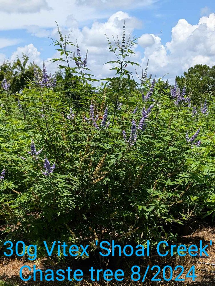 vitex-agnus-castus-shoal-creek-chaste-tree