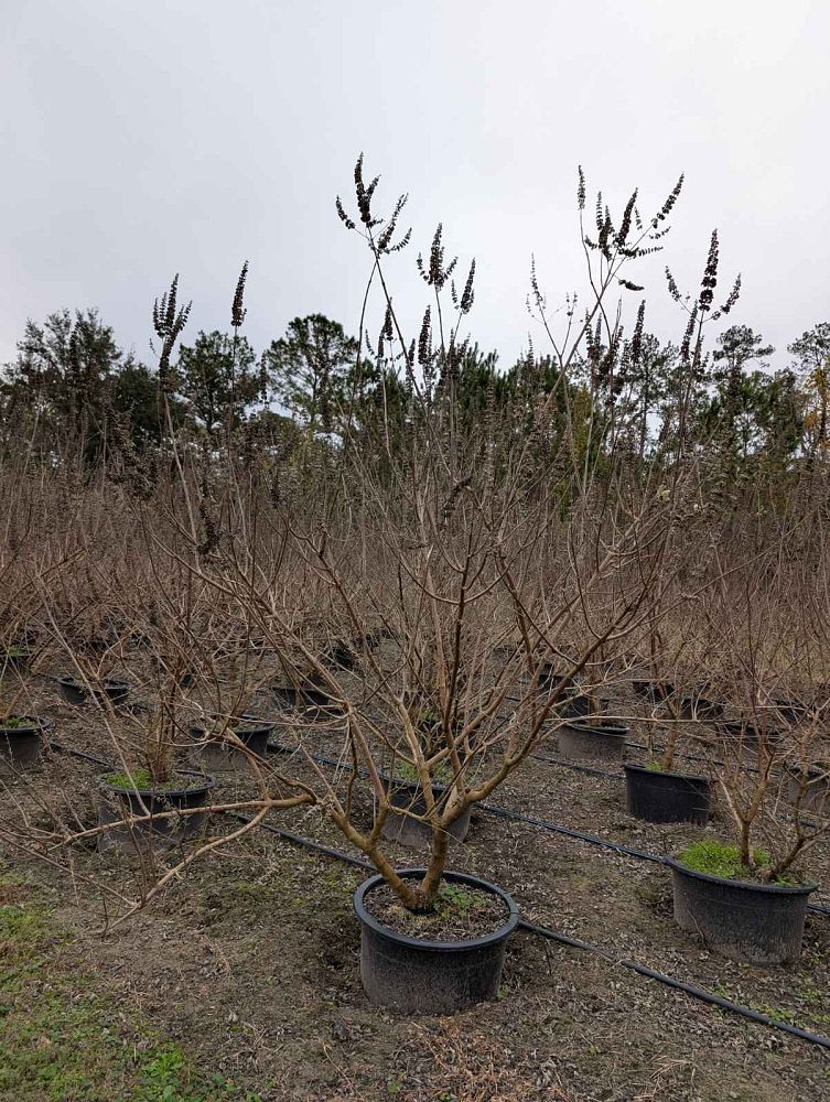 vitex-agnus-castus-shoal-creek-chaste-tree