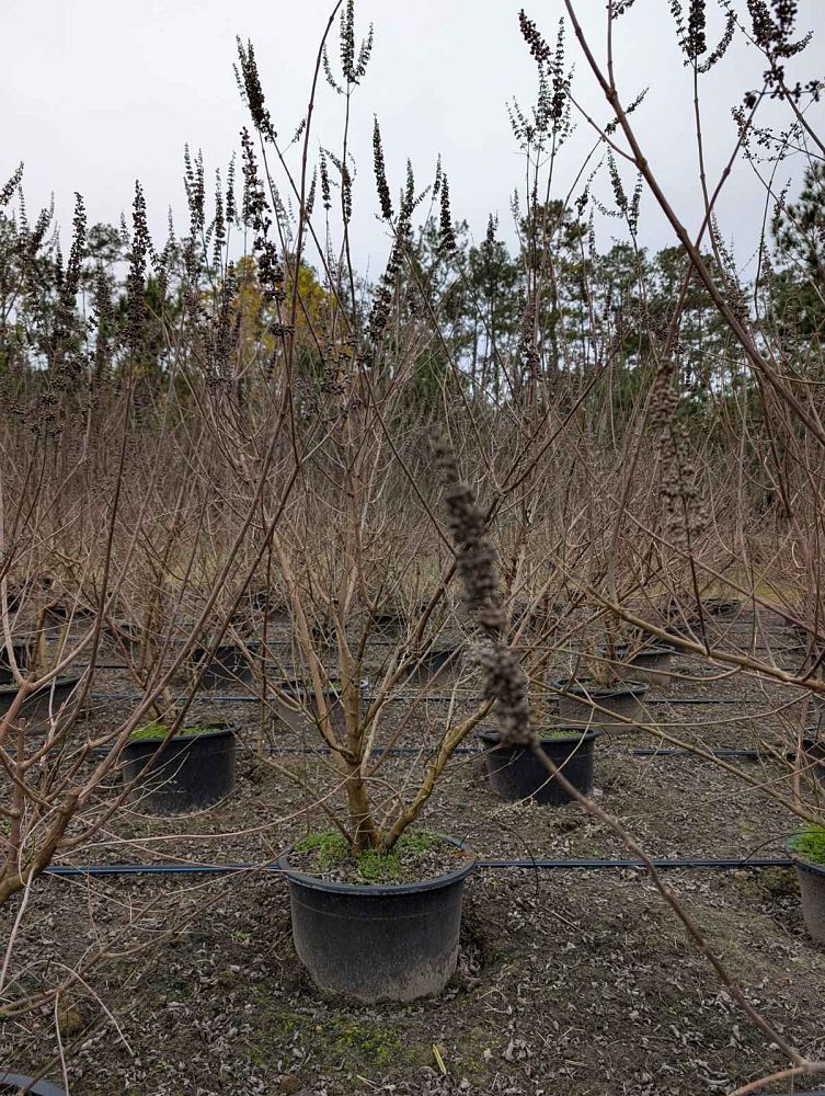 vitex-agnus-castus-shoal-creek-chaste-tree