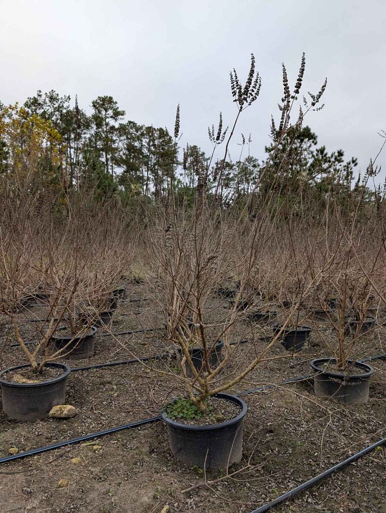 vitex-agnus-castus-shoal-creek-chaste-tree