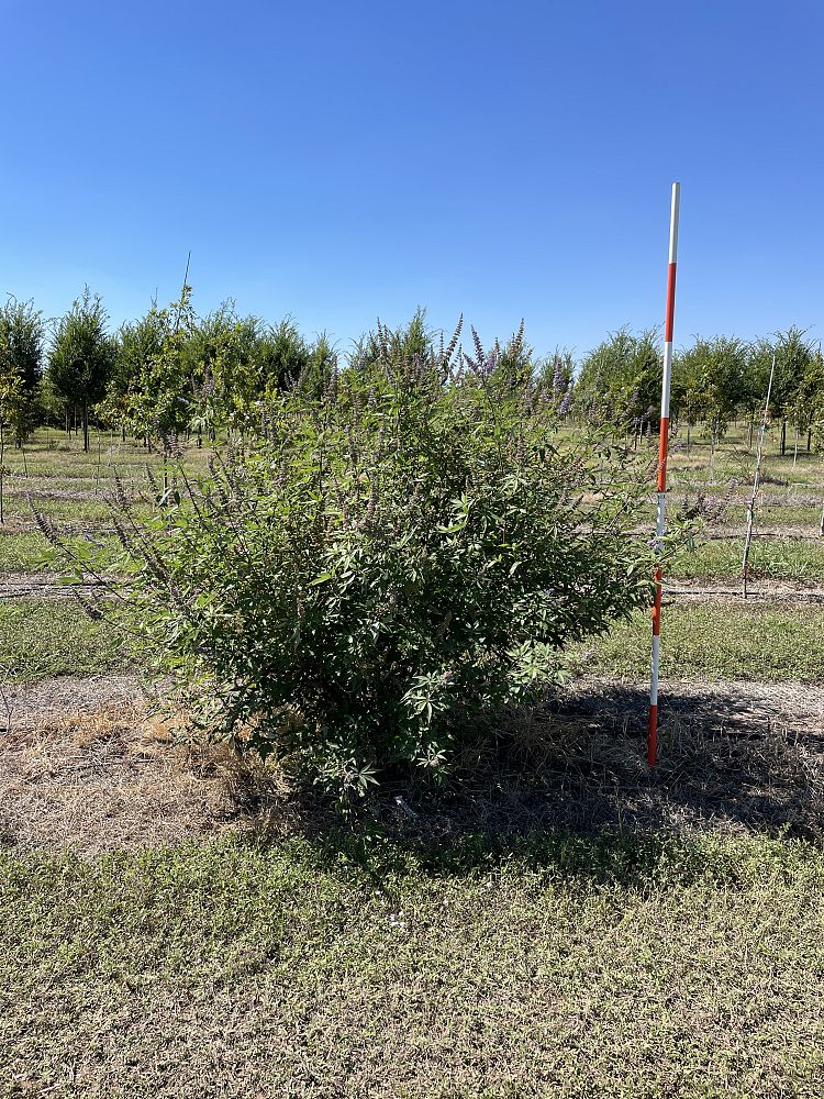 vitex-agnus-castus-shoal-creek-chaste-tree