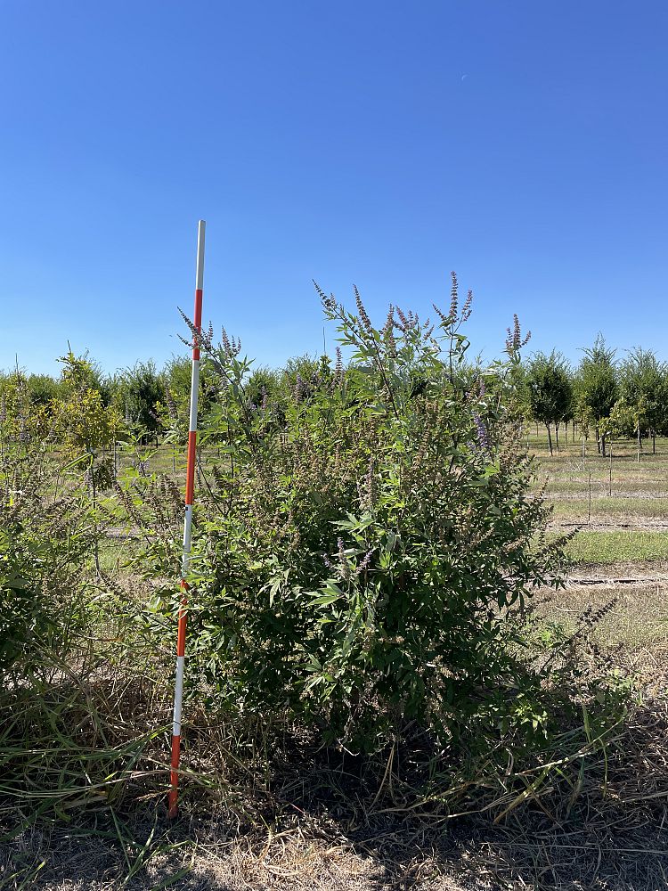 vitex-agnus-castus-shoal-creek-chaste-tree