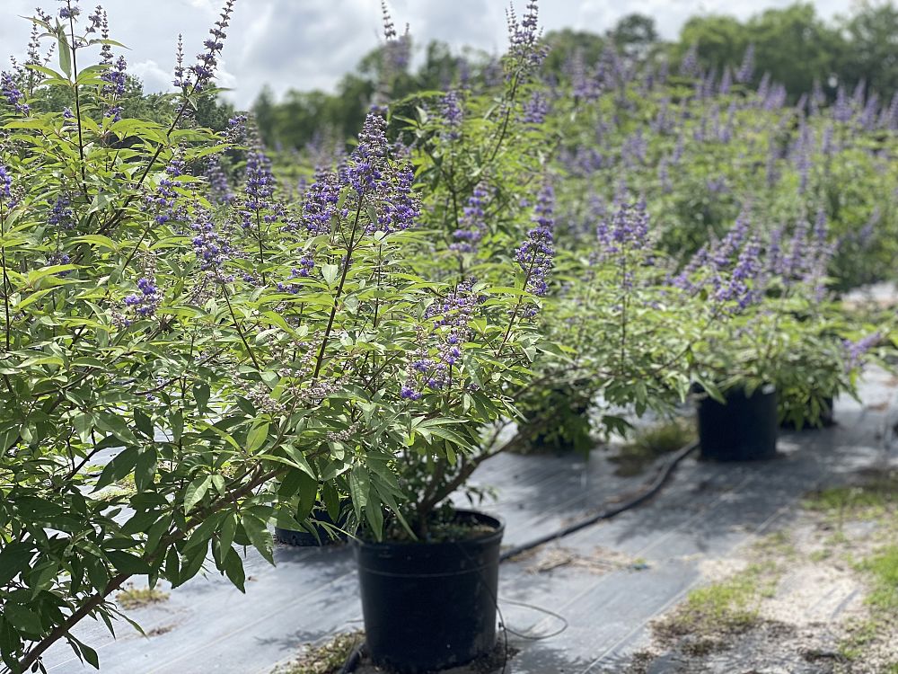 vitex-agnus-castus-shoal-creek-chaste-tree