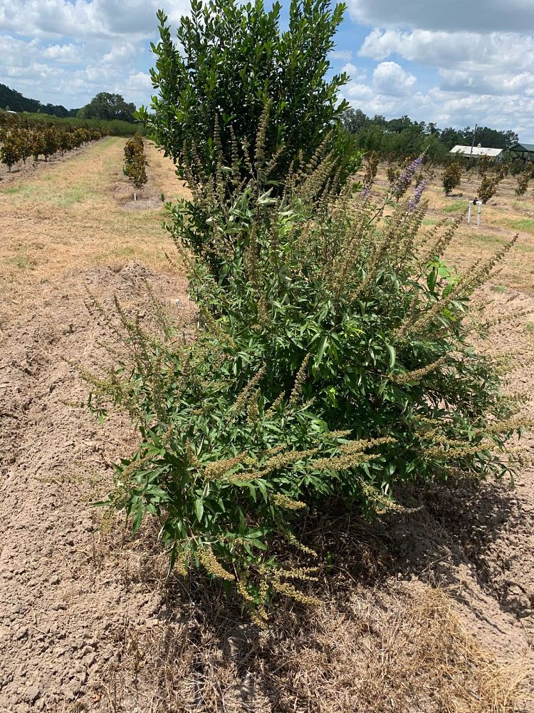 vitex-chastetree