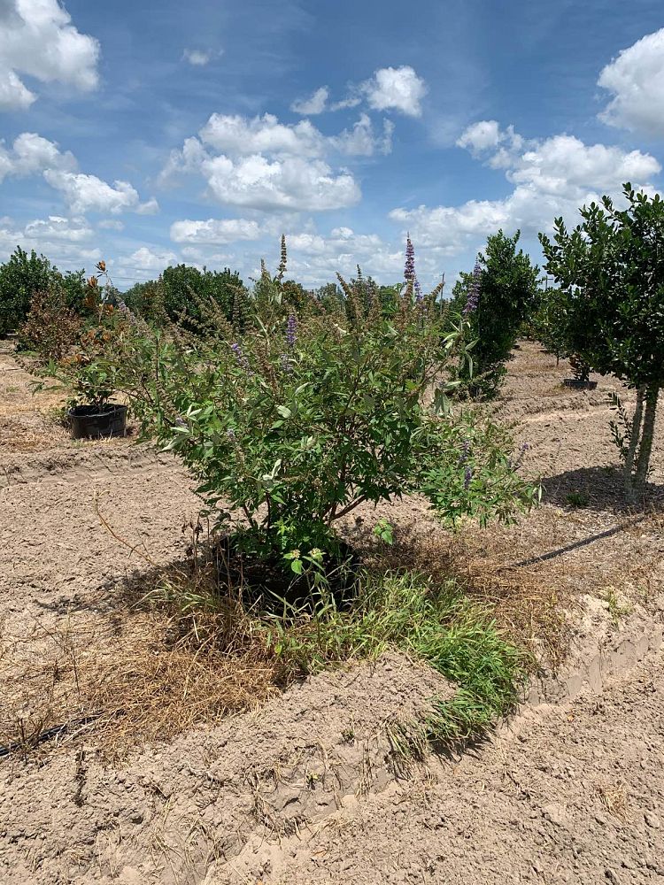 vitex-chastetree