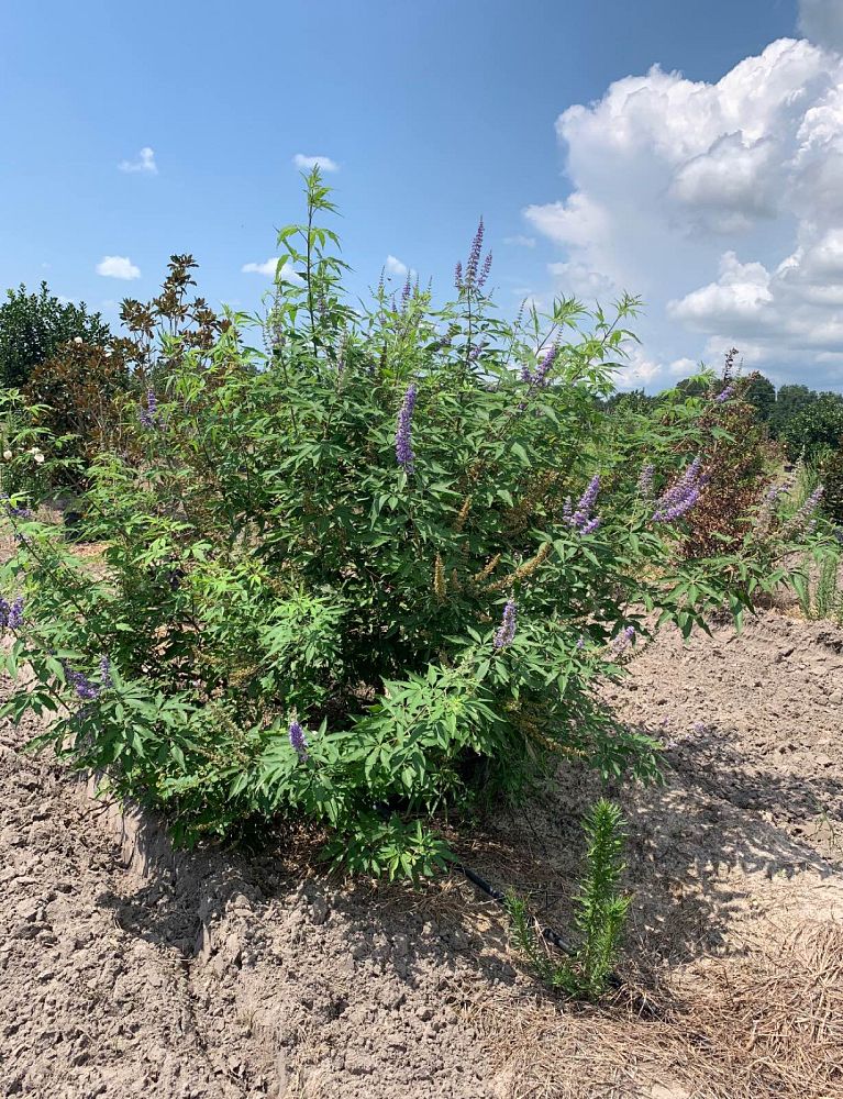 vitex-chastetree