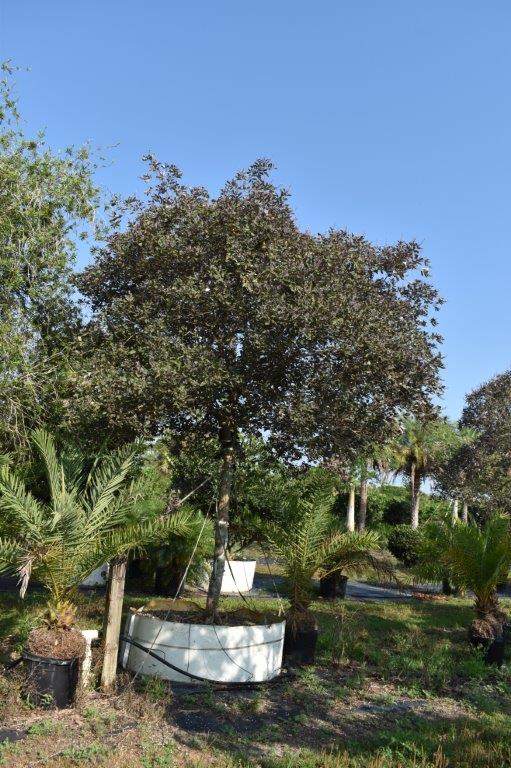 vitex-trifolia-arabian-lilac-hand-of-mary-simple-leaf-chaste-tree