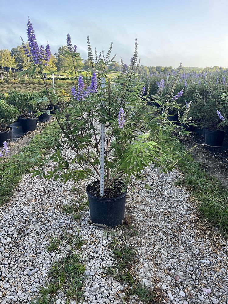 vitex-trifolia-litoralis-round-leaf-chaste-tree-beach-vitex