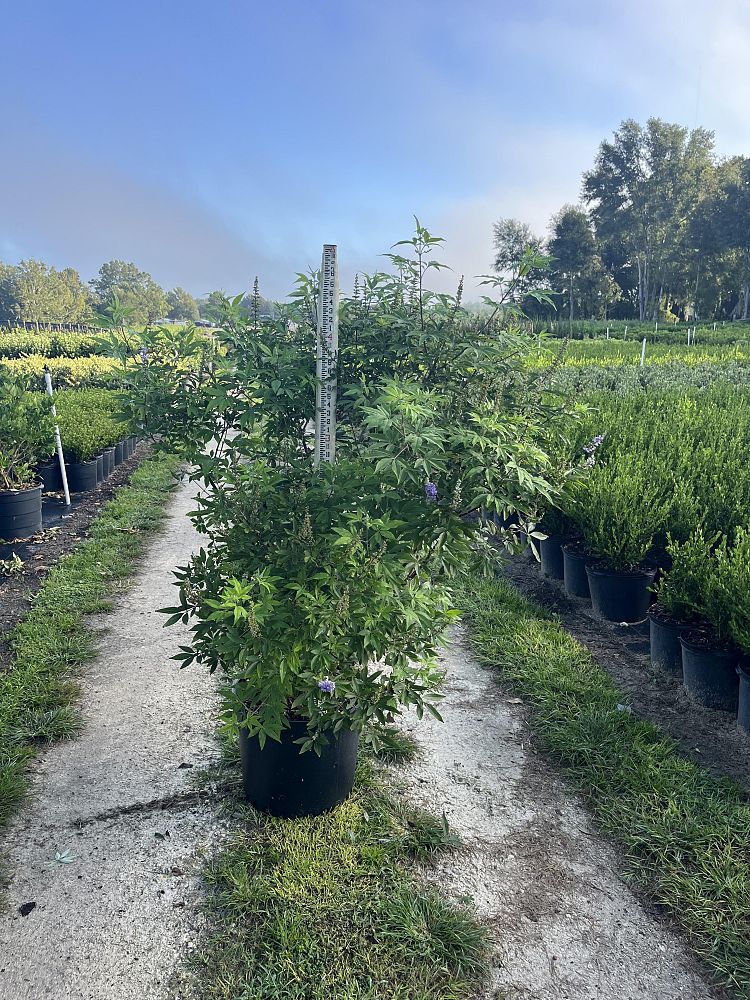 vitex-trifolia-litoralis-round-leaf-chaste-tree-beach-vitex