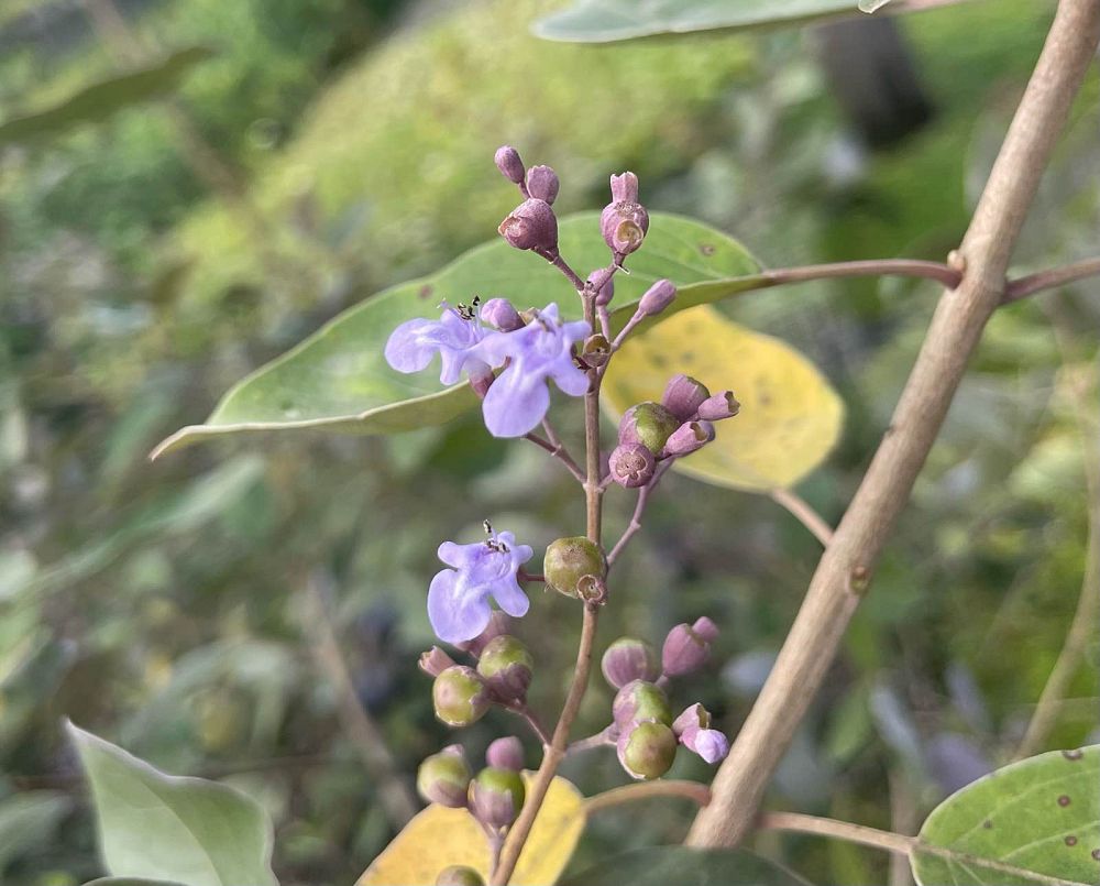 vitex-trifolia-purpurea-arabian-lilac-tree