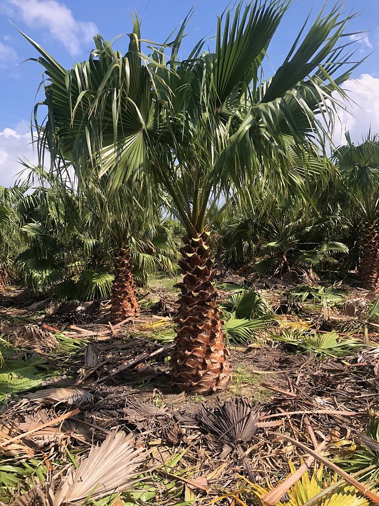 washingtonia-filifera-x-robusta-washington-filibusta-mexican-desert-fan-palm-hybrid