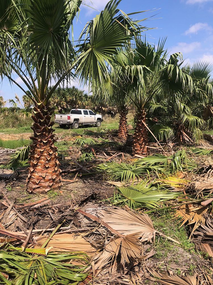 washingtonia-filifera-x-robusta-washington-filibusta-mexican-desert-fan-palm-hybrid