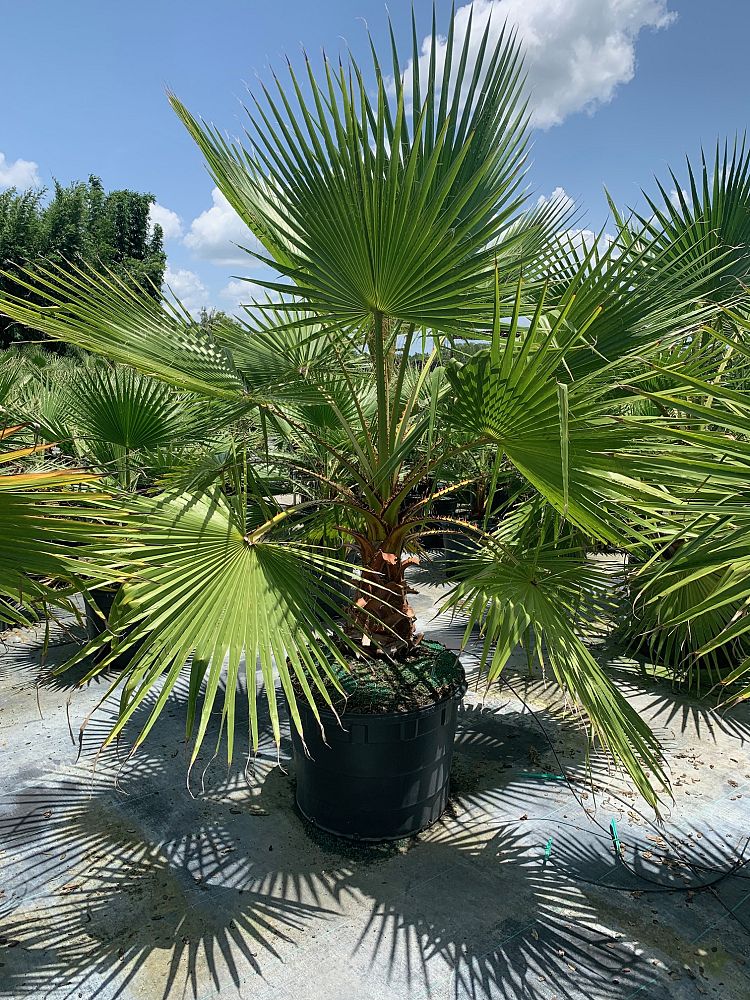 washingtonia-robusta-washington-palm-mexican-fan-palm