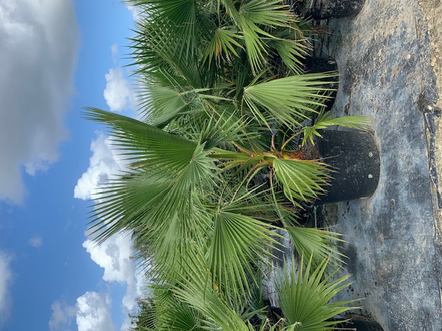 washingtonia-robusta-washington-palm-mexican-fan-palm