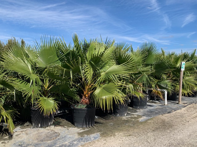 washingtonia-robusta-washington-palm-mexican-fan-palm